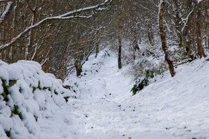 Snow in St Ronan's Wood