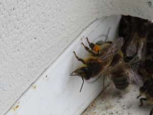 Orange pollen: Snowdrop or Crocus?