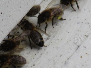 Pale yellow pollen: Winter Aconite?