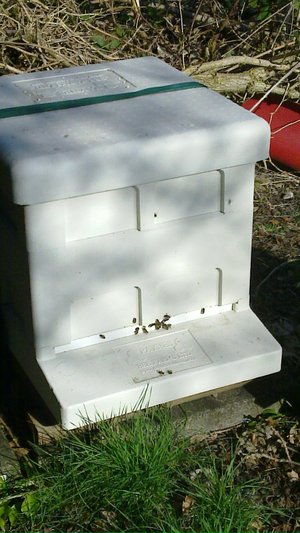 Active bees in the sunshine