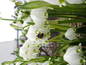 Giant snowdrops with honeybee